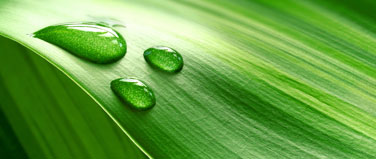 leaf with rainwater droplets on it