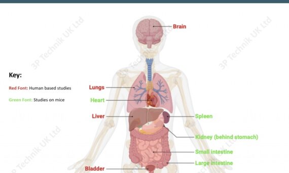 6PPD and 6PPD-q research studies